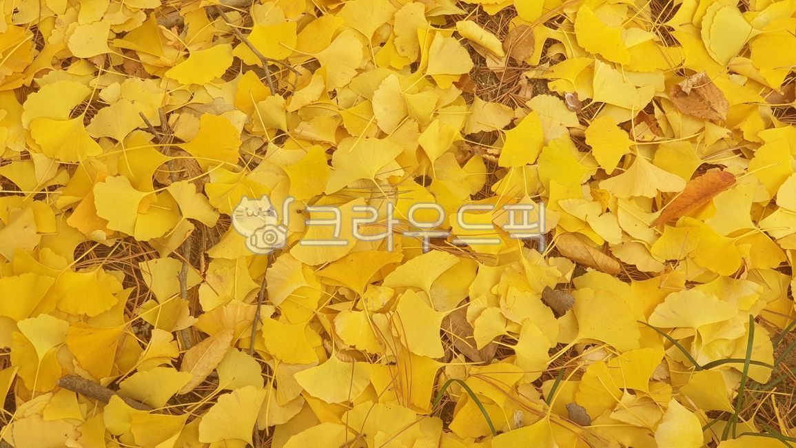 fall colors,yellow leaves,leaf,Maple leaf,ginkgo leaves,plant,autumn leaves,autumn