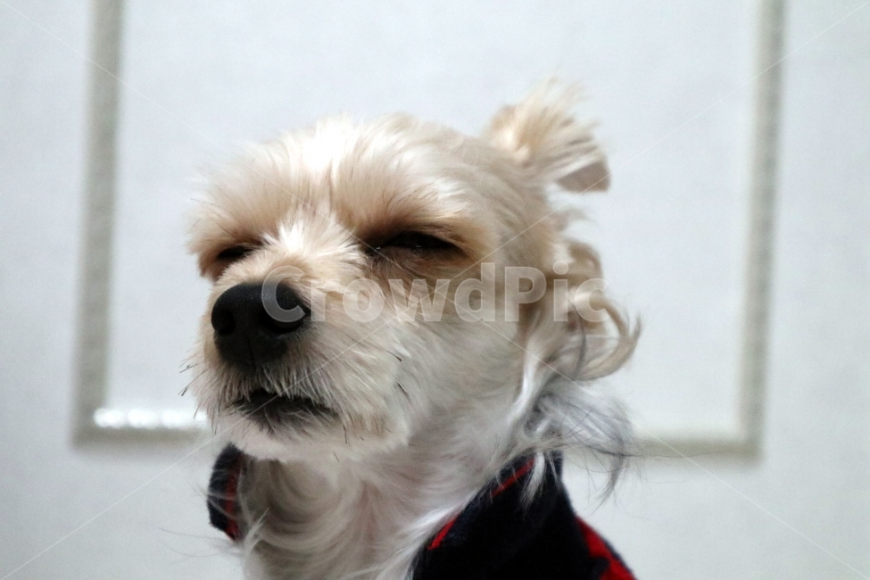 동물,개,강아지,애견,요크셔테리어,dog,동물,animal,포유류,mammal,개,강아지,dog,doggy