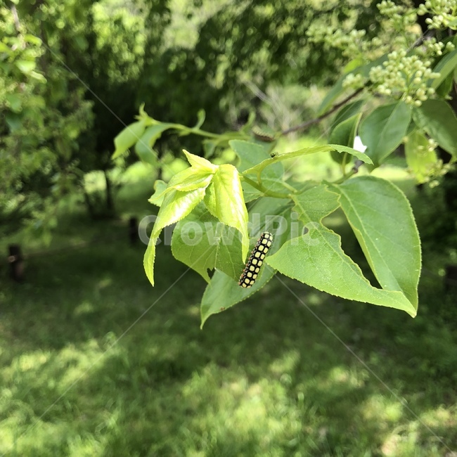 leaf,잎,plant,식물,tree,나무,invertebrate,무척추동물,animal,insect,곤충,애벌레