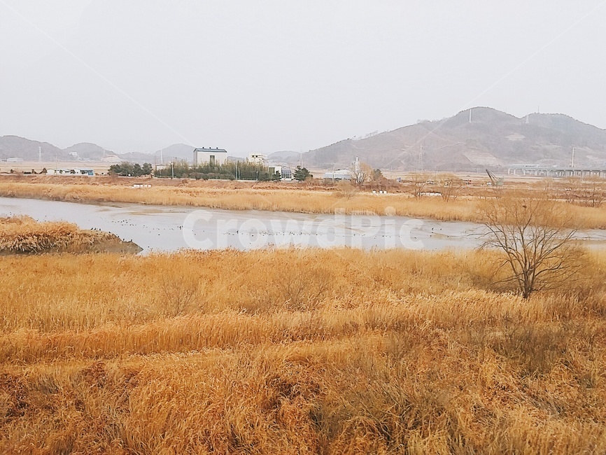 순천,reedbeds,suncheon,갈대,풍경,자연,풍경,nature,landscape,land,땅,outdoors,옥외,water,물