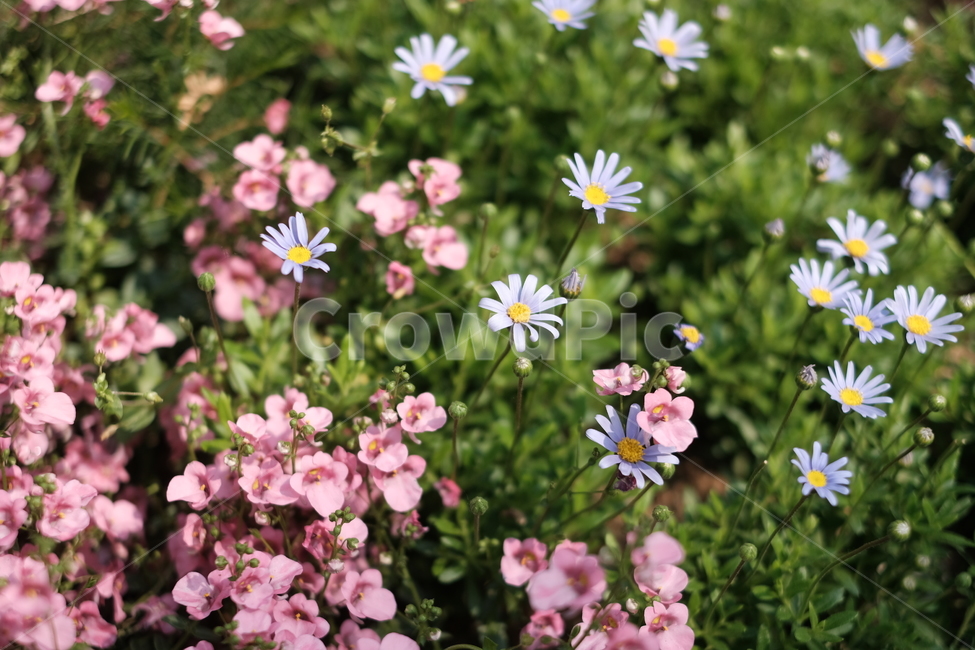 봄꽃,분홍색꽃,파란색꽃,봄,꽃,flower,파스텔톤