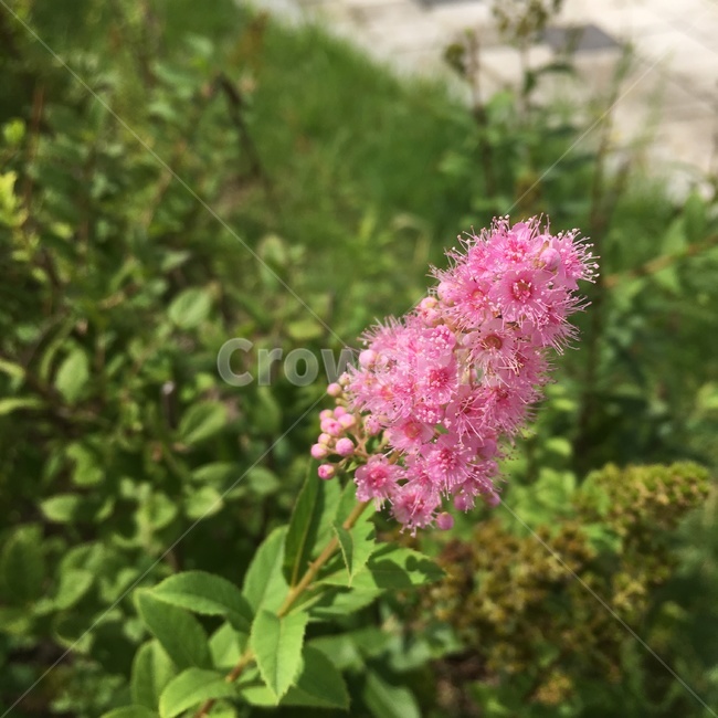 plant,식물,blossom,꽃,flower,풀,식물,자연,plants,nature,꽃,flower