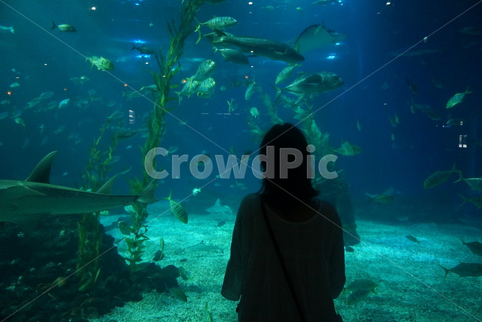 아쿠아리움,사람,인간,aquarium,물고기