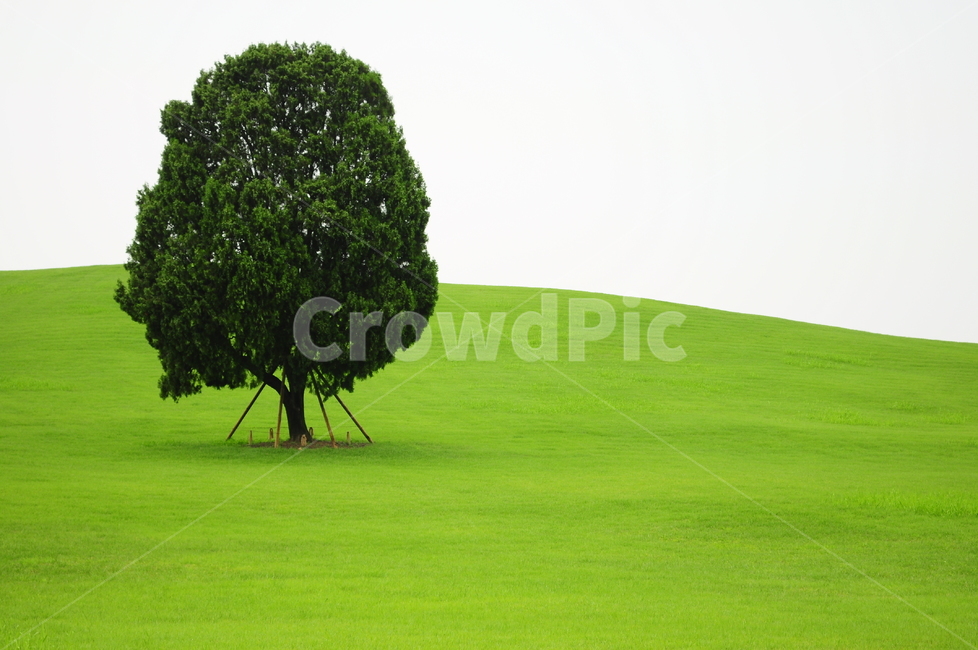 seoul,Olympic Park,a tree,outcast tree,Seoul Olympic Park,grass,tree,lawn