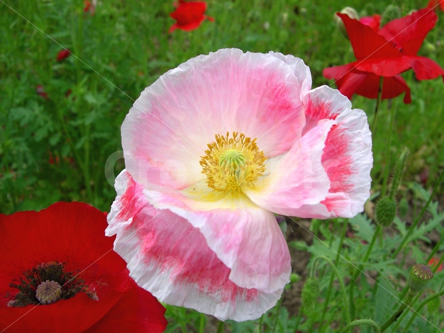 꽃,양귀비꽃,양귀비,식물,플라워,flower,자연,식물,자연,plants,nature,꽃,flower