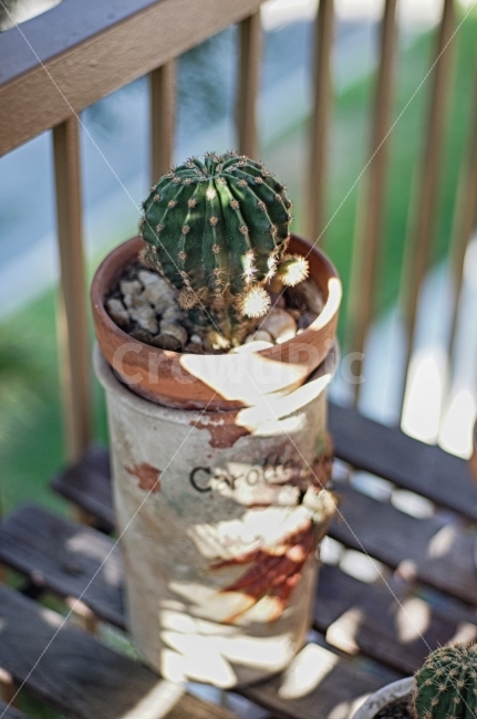 선인장,가시,화분,정물,식물,오브제,사물,Nobody,Cactus,Objet,햇살,화단,식물,자연,plants,nature