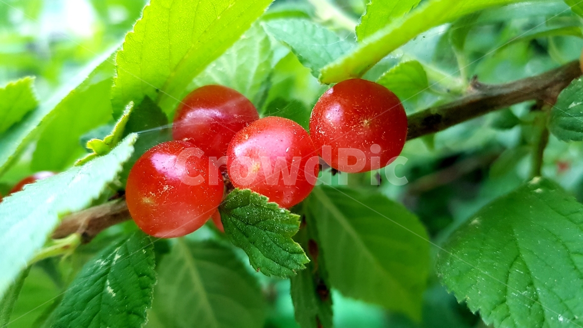 plant,식물,fruit,과일,앵두,앵두열매,빨강,녹색,과수원,봄과일