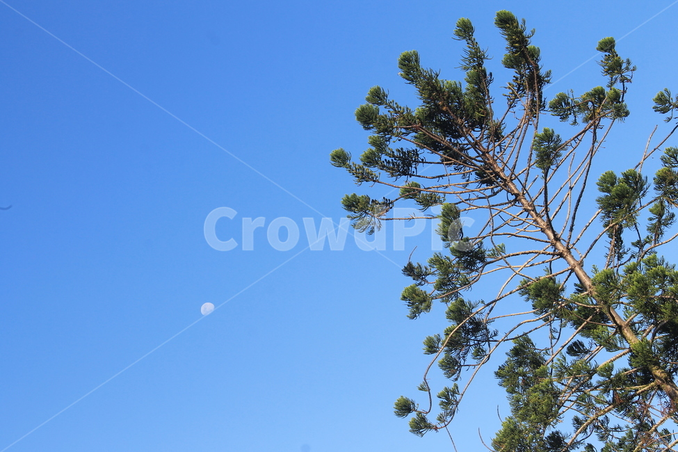 인도네시아,발리,녹색,indonesia,bali,temple,green,sky,blue,bluesky,하늘,파란하늘,푸른하늘,나무,tree,plant,식물