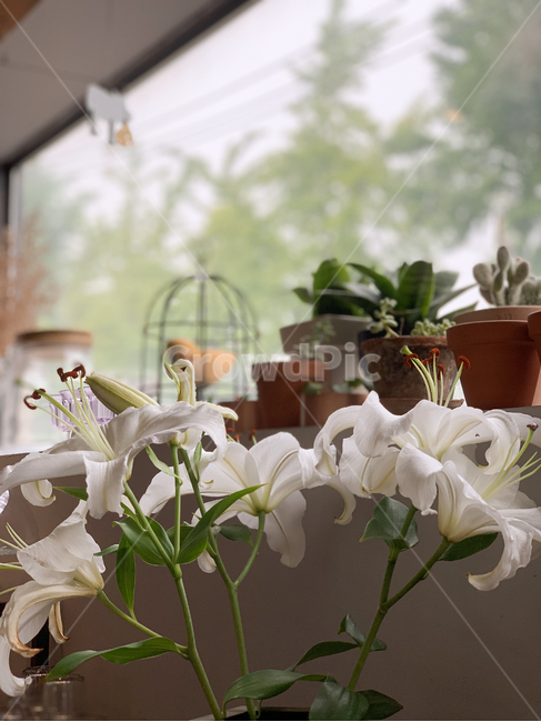 식물,백합꽃,카페,여유로움,선인장,창문,식물,자연,plants,nature,꽃,flower
