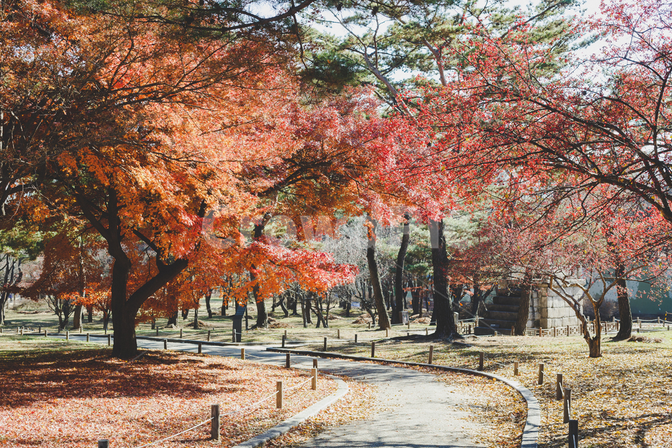가을,단풍,가을풍경,감성,따듯함,가을,계절,fall,autumn,season,자연,풍경,nature,landscape,tree,나무,plant,식물,maple