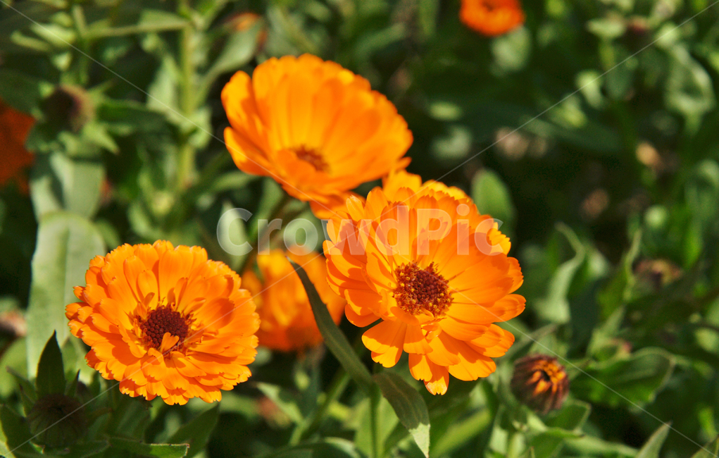 금잔화,꽃,국화,주황색,동심,행복,식물,자연,plants,nature,꽃,flower
