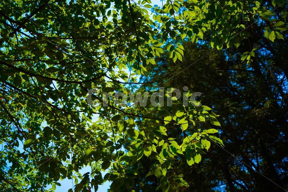 plant,식물,leaf,잎,tree,나무