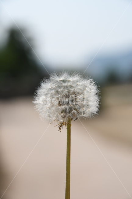봄,여름,민들레,민들레씨앗,꽃,씨앗,바람,식물,자연,plants,nature,꽃,flower