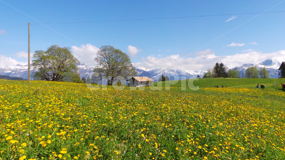 nature,자연,farm,농장,countryside,rural,농촌,meadow,목초지,자연,풍경,nature,landscape,field,들,grassland,outdoors,옥외