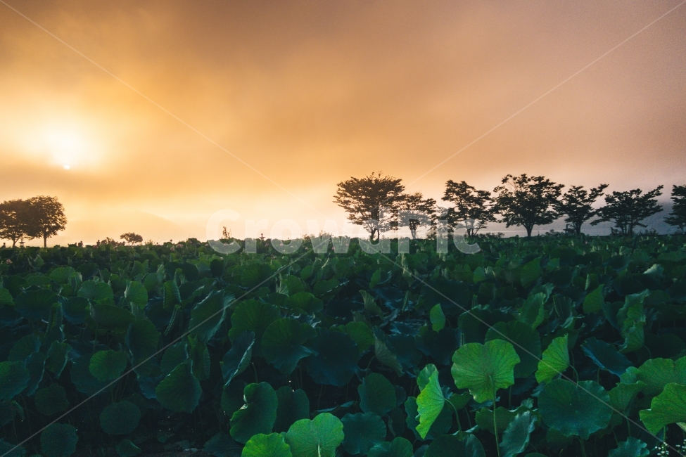 twilight,새벽,두물머리,양평,여름,자연,풍경,nature,landscape,한국자연풍경,한국자연경관,korea nature landscape,plant,식물