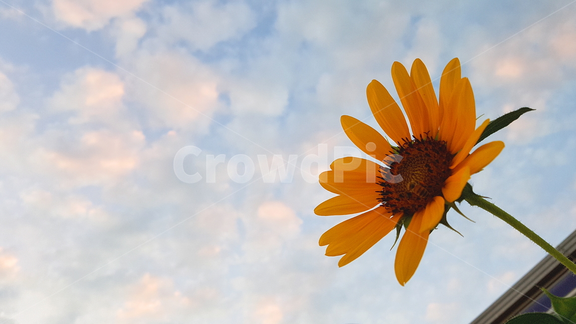 해바라기,벌,꽃,자연,풍경,하늘,구름,sky,cloud,sunflower,bee,nature,flower,background,저녁하늘,배경,감성,아름다움,여름꽃,식물,자연,plants,nature,꽃,flower
