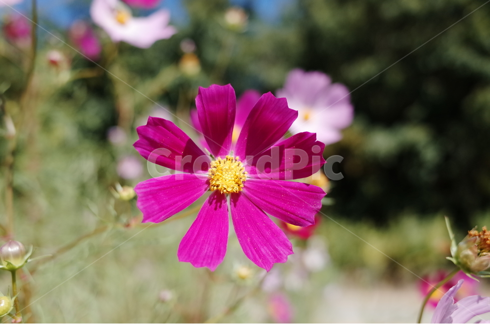 가을,꽃,자연,코스모스,가을꽃,autumn,flower,가을,계절,fall,autumn,season,식물,자연,plants,nature,꽃,flower,plant