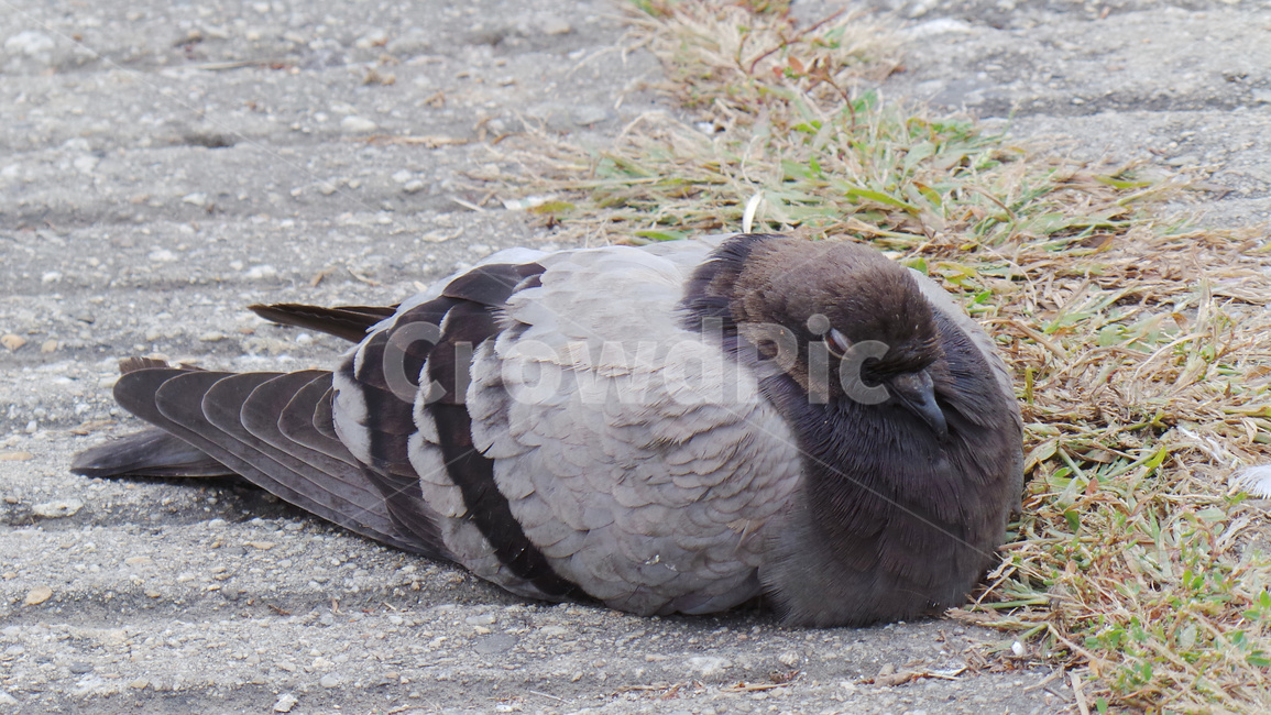 비둘기,새,조류,동물,bird,동물,animal,조류,새,birds