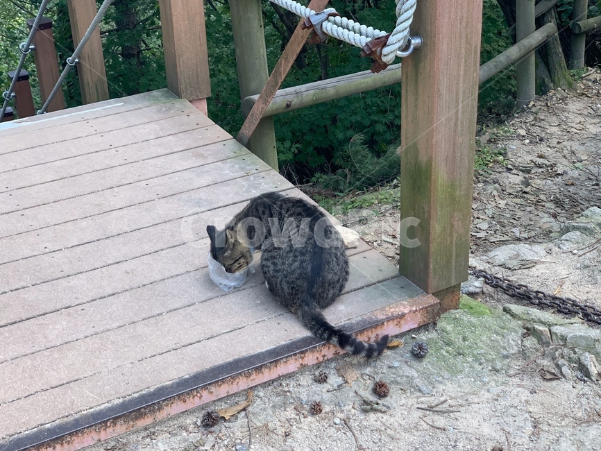 길고양이,고양이,고등어태비,코숏,길고양이보호,관악산,등산로,동물,animal,포유류,mammal,고양이,cat,kitten,kitty