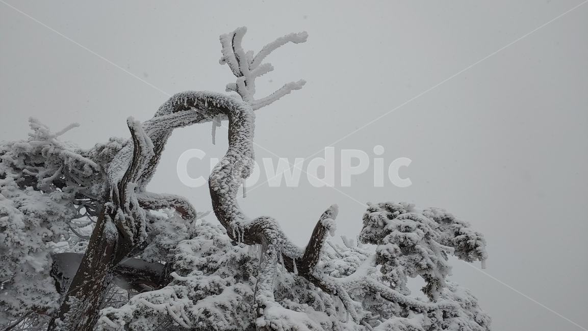 산,설경,풍경,겨울,나무,겨울,계절,winter,season,식물,자연,plants,nature,나무,trees,wood