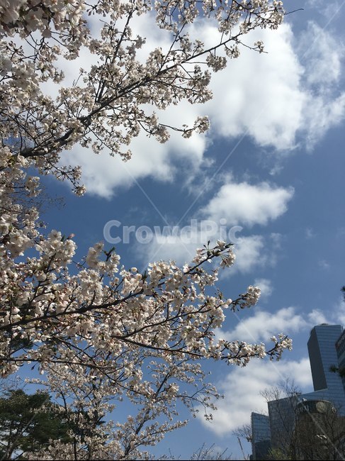 하늘,벚꽃,감성,봄,풍경,풍경사진,감성사진,sky,cherryblossoms,landscape,spring,sensibility,자연,풍경,nature,landscape,plant,식물