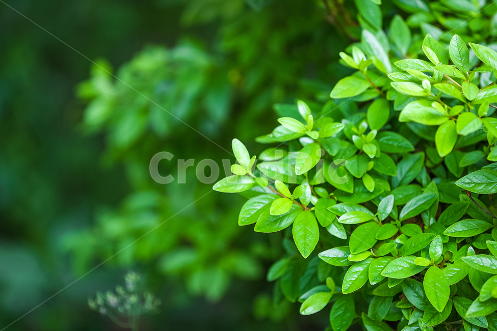 forest,vegetation,beautiful,leaves,background blur,green,sprout,nature,young leaves,new sprout,tree,leaf,grassland,Outfocusing,refreshing,background,plant,Wallpapers