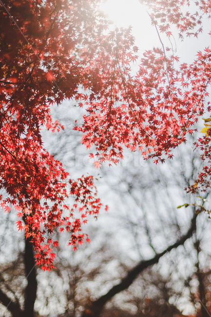 가을풍경,단풍,감성,따듯함,가을,가을,계절,fall,autumn,season,plant,식물,leaf,잎,tree,나무,maple