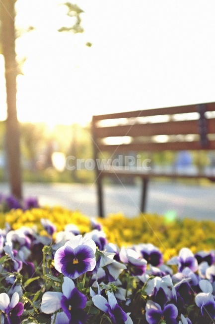 햇빛,플레어,sunlight,꽃,flower,벤치
