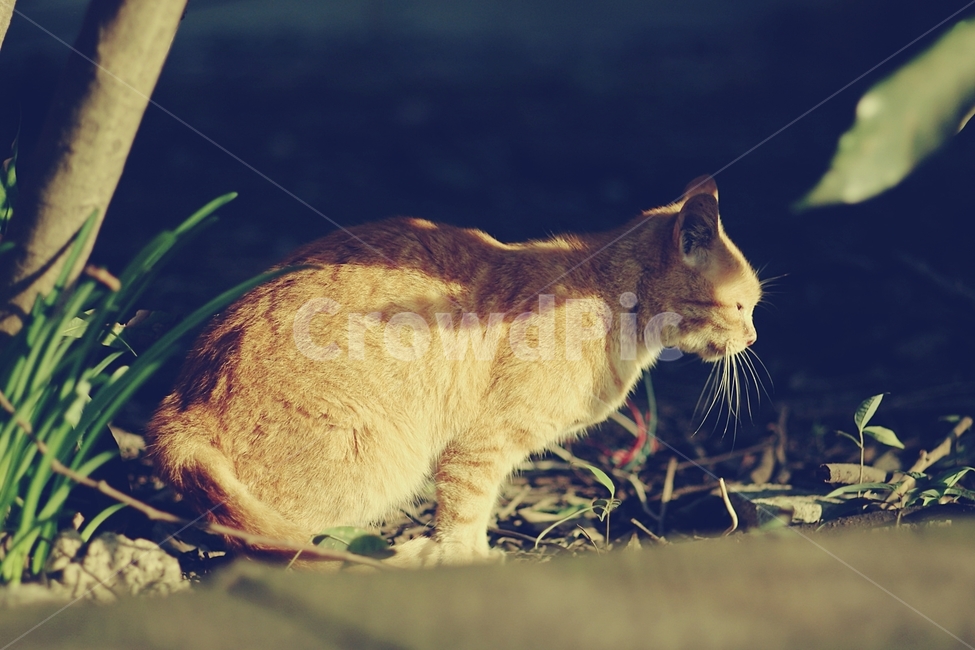 고양이,길고양이,cat,cute,동물,animal,동물,animal,포유류,mammal,고양이,cat,kitten,kitty
