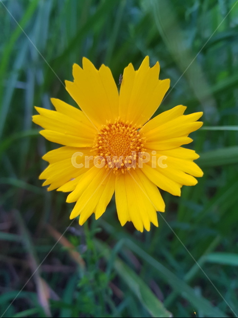 식물,꽃,flower,자연,코스모스,식물,자연,plants,nature,꽃,flower