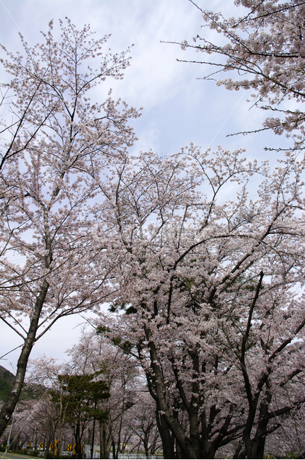 나무,봄,벚꽃나무,식물,꽃,flower,plant,봄,계절,spring,season