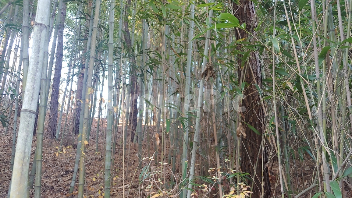 plant,식물,대나무,대나무숲,green,자연