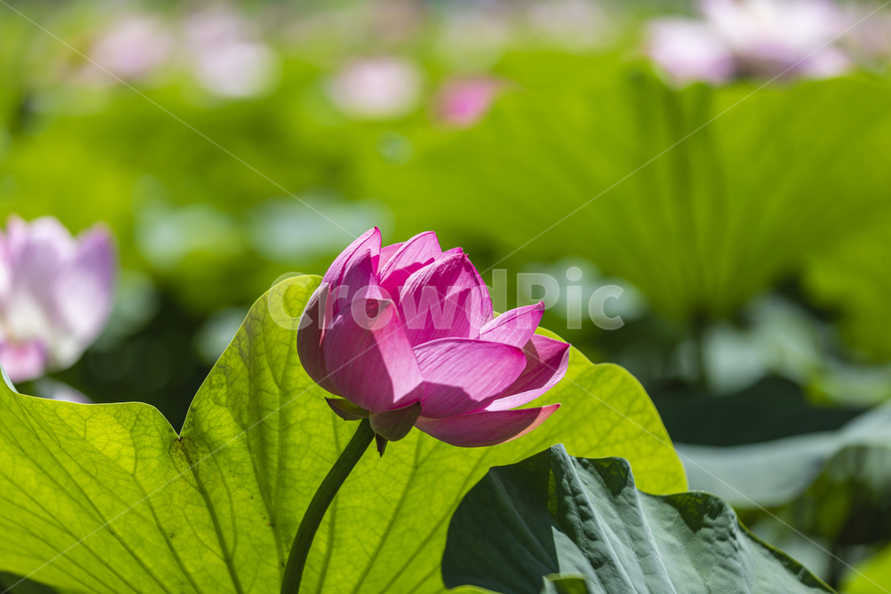 연꽃,꽃,여름,물,분홍꽃,lotus,family,water,outdoor,beautiful