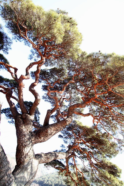 소나무,적송,솔방울,나무가지,treetrunk,나무줄기,plant,식물,tree,나무