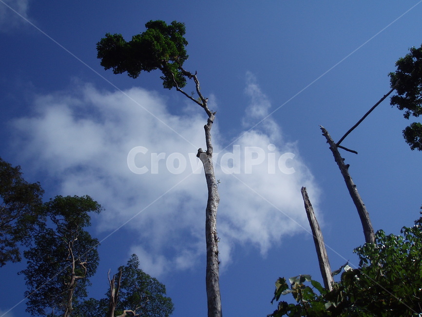 나무,하늘,tree,sky,자연,nature