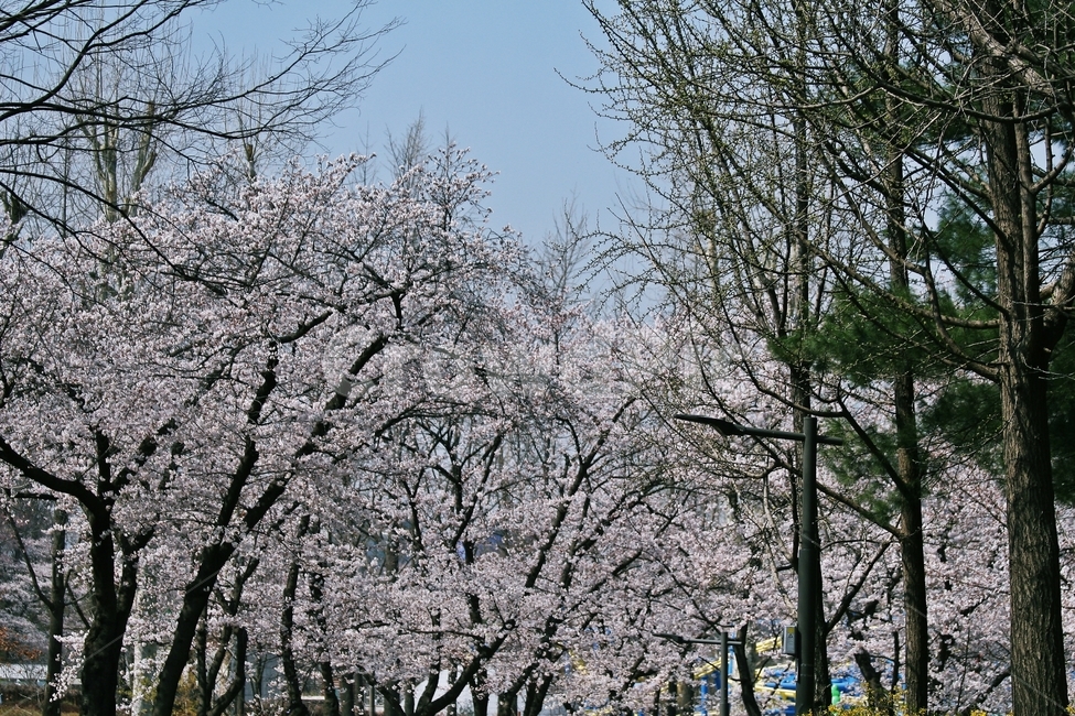flower,blossom,plant,꽃,식물