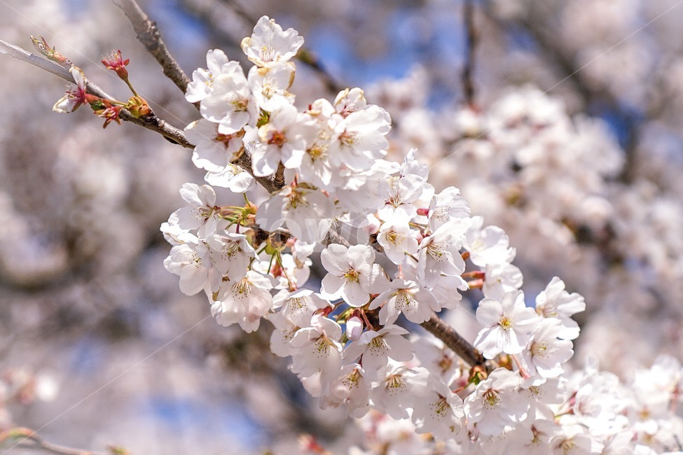 cherryblossom,벚꽃,flower,꽃,blossom,식물,자연,plants,nature,꽃,flower