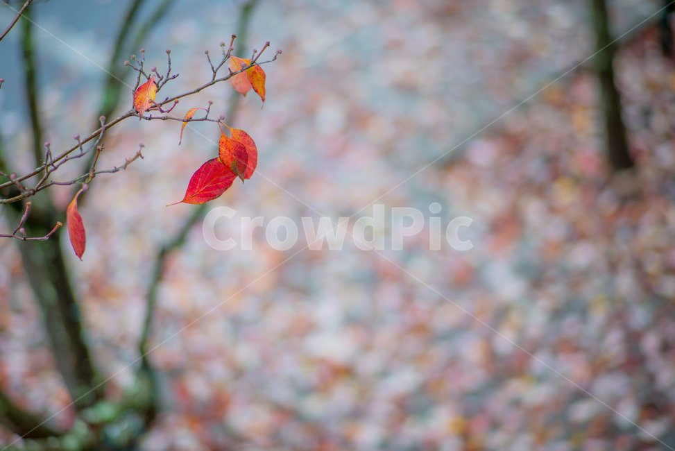 leaf,잎,plant,식물,가을,가을,계절,fall,autumn,season,식물,자연,plants,nature
