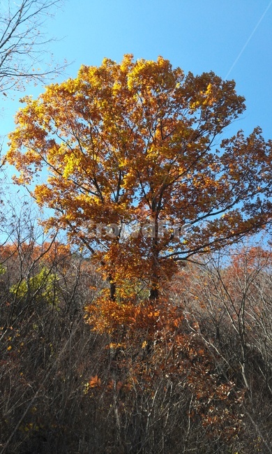 도토리나무,만추,가을,야산,절정,식물,나무,가을,계절,fall,autumn,season,식물,자연,plants,nature,나무,trees,wood,tree,plant,tree trunk,나무 줄기