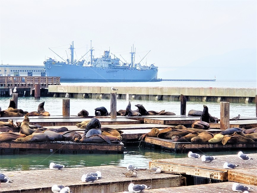 물개,항구,바다사자,바다,샌프란시스코,sanfrancisco,sealion,동물,animal,포유류,mammal