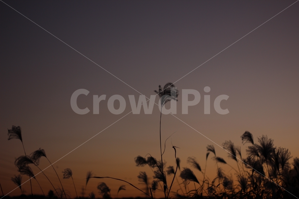 가을,추위,억새,하늘,풍경,autumn,cool,tatch,silvergrass,scenery,landscape,cityscape,노을,sunset,식물,자연,plants,nature,실루엣,그림자,silhouette,shadow