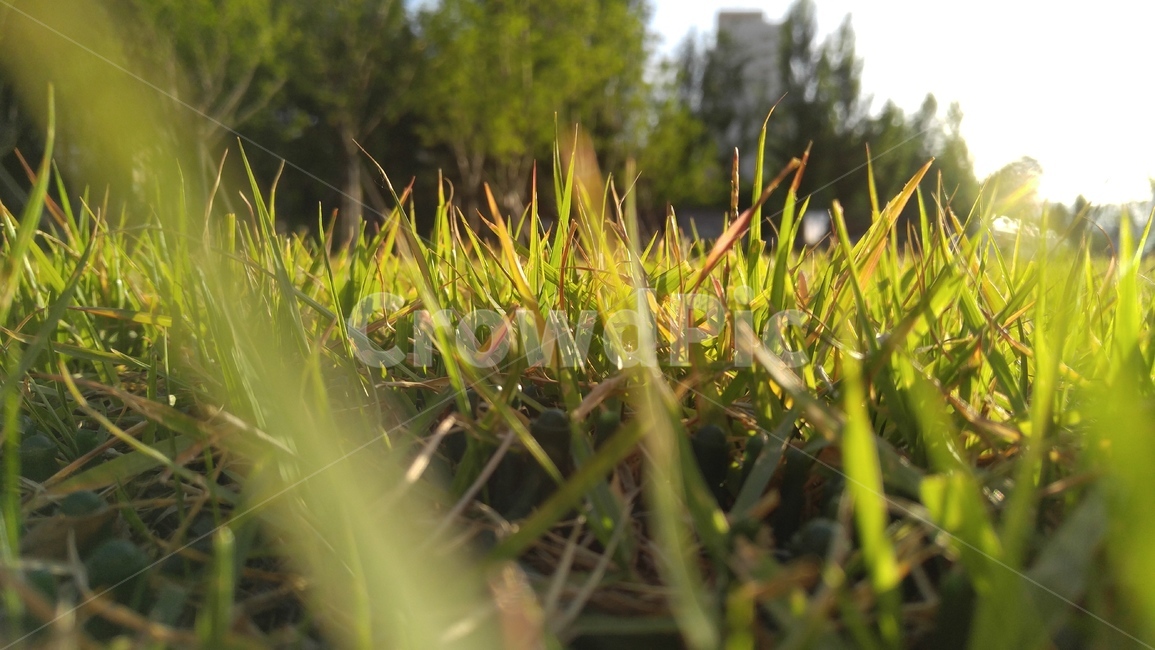 잔디,풀,식물,녹색,그린,햇살,배경,감성,계절,grass,flants,green,sunbeam,background,emotional,season