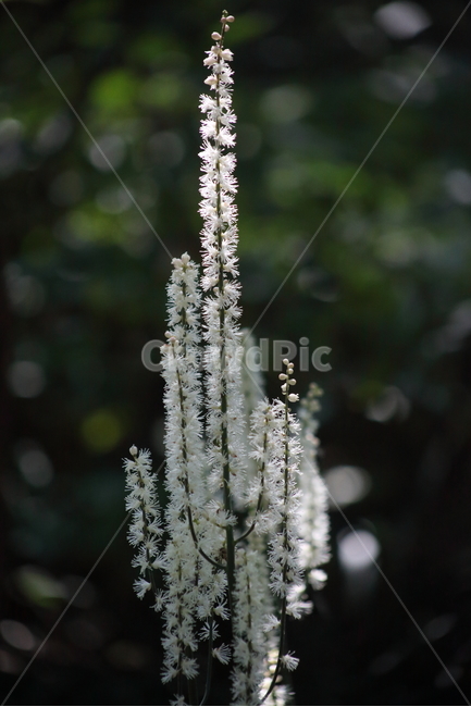 꽃,plant,식물,flower,야생화,식물,자연,plants,nature