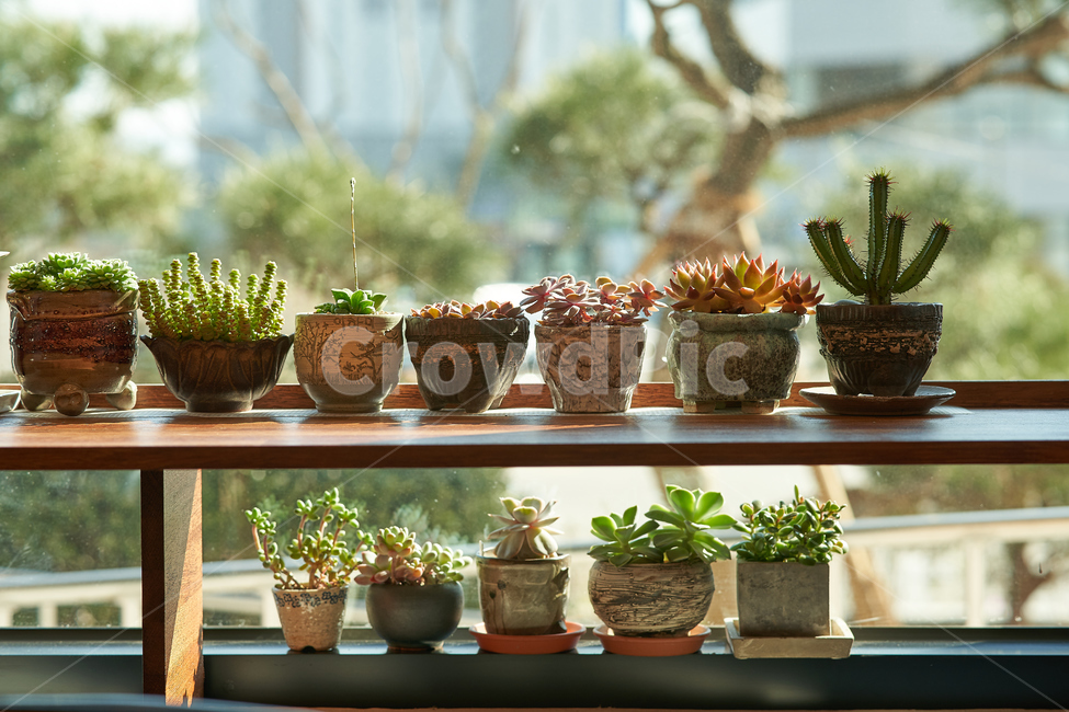 식물,화분,plant,botanical,화병,실내용화초,화분,화초,house plant