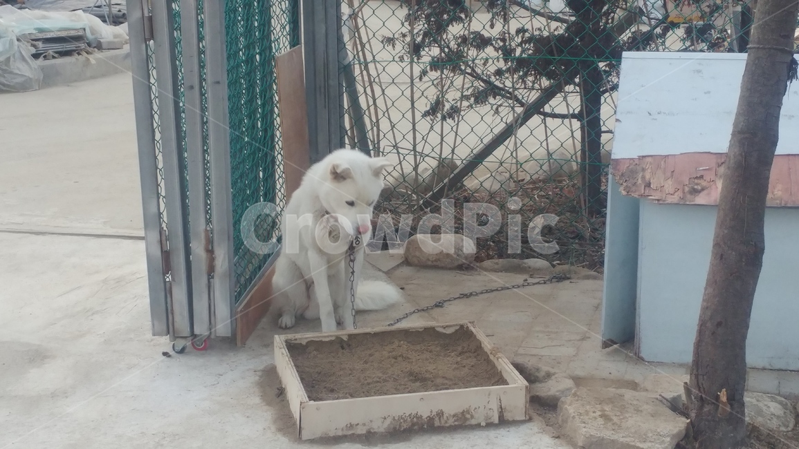 개,북한개,토종개,풍산개,명견,동물,animal,포유류,mammal,개,강아지,dog,doggy