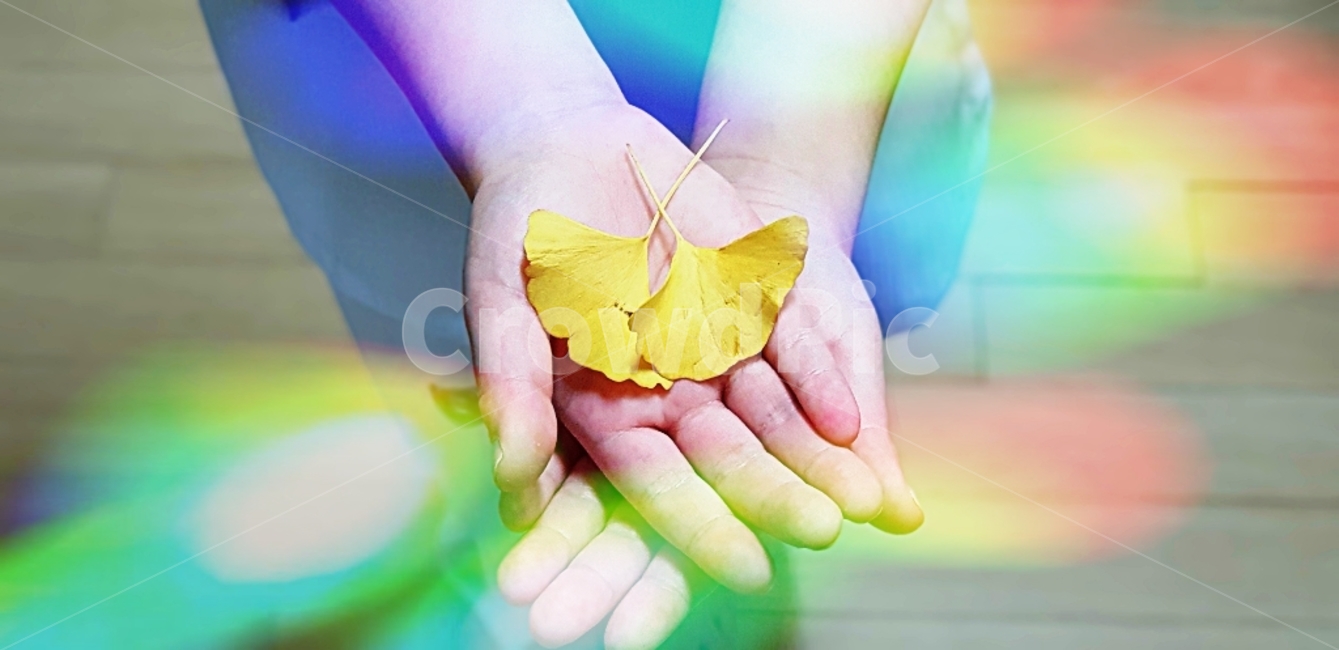 은행잎,단풍,가을,노란단풍,낙옆,향기,사람,손,인간,아이손,손가락,혼합색,손바닥,hand,plant,잎
