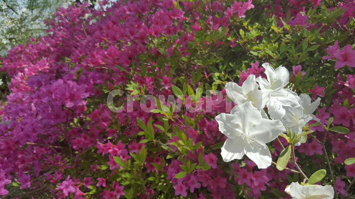 꽃,철쭉,봄,봄꽃,개꽃,식물,자연,plants,nature,꽃,flower