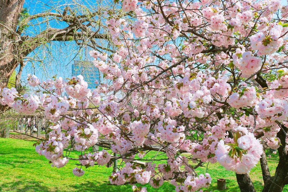 식물,flower,꽃,blossom,봄,벚꽃,자연