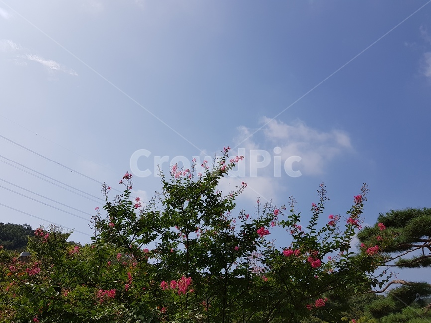 구름,꽃,자연풍경,풍경,하늘,자연,풍경,nature,landscape