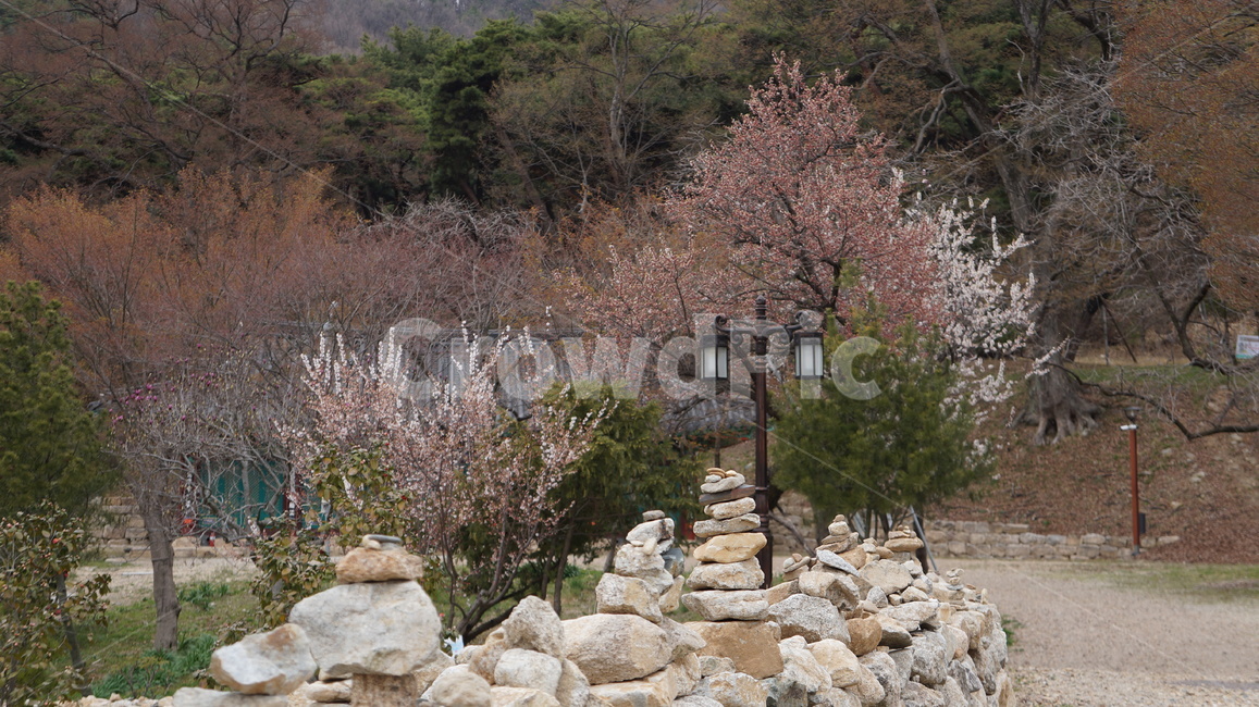 벚꽃,산,풍경,돌담,기와지붕,나무,절